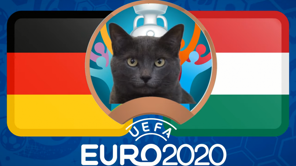 Mèo tiên tri dự đoán Đức vs Hungary - EURO 2021: Mèo Cass thích 'Cỗ xe tăng'
