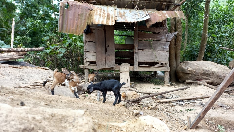 Mô hình ‘Dê giống khởi nghiệp’ giúp dân thoát nghèo