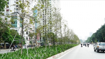 tong giam doc cty cay xanh ha noi bi bat vi toi gi