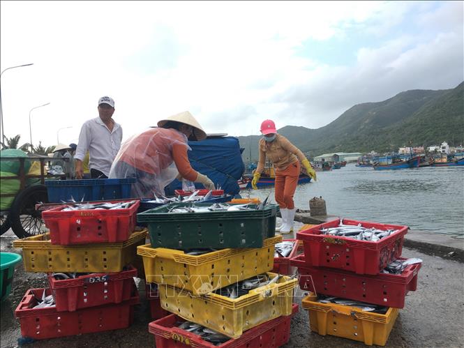 Tiền Giang: Cảng cá Vàm Láng sôi động cho chuyến ra khơi đầu năm mới