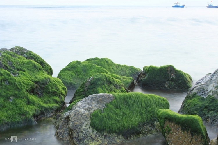 Mùa rêu ở đảo Lý Sơn   VnExpress