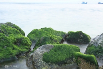 Ngỡ ngàng vẻ đẹp của mùa rêu ở đảo Lý Sơn