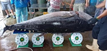 Được mùa cá ngừ, ngư dân Phú Yên, Bình Định sẵn sàng vươn khơi sau Tết