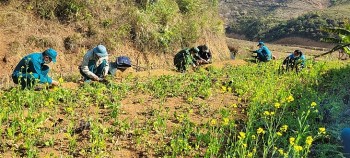 Phá nhổ 80m2 cây thuốc phiện ở xã biên giới Điện Biên