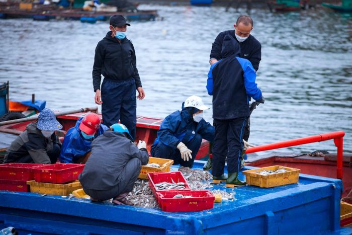 Ngư dân Hà Tĩnh trúng đậm mùa sứa, nhu nhập 6 - 7 triệu đồng/ngày