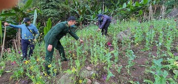 Bắt giữ 2 đối tượng trồng cây thuốc phiện trên diện tích hơn 500m2 tại Điện Biên