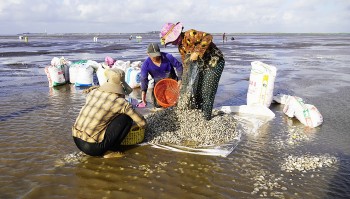 Vào mùa nghêu, cá đục, ngư dân thu tiền triệu mỗi ngày