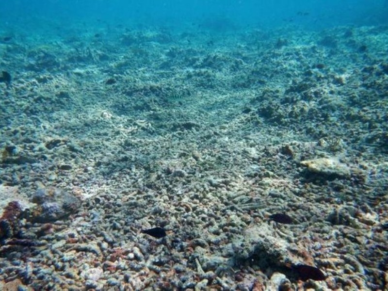 Một rạn san hô tại quần đảo Trường Sa bị tàu cá có gắn chân vịt của Trung Quốc tàn phá năm 2016. Ảnh: BENARNEWS