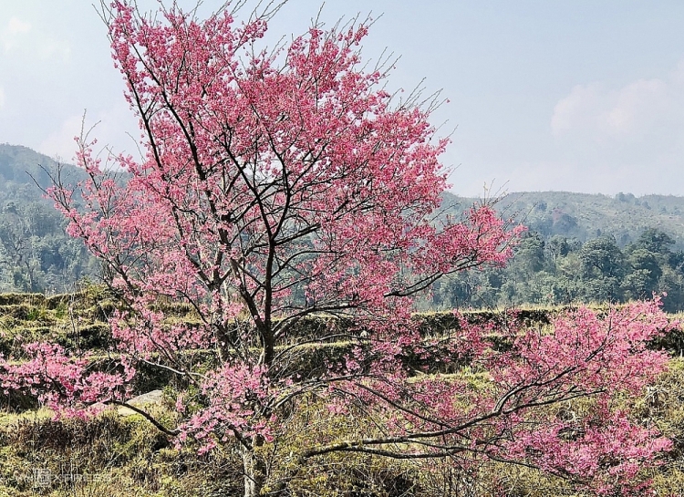 Lào Cai: Đào nở hồng rực chân núi Lảo Thẩn