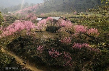 Lào Cai: Đào nở hồng rực chân núi Lảo Thẩn
