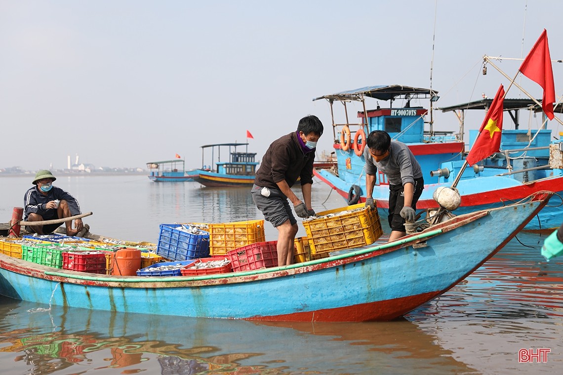 Trúng luồng cá ghé, ngư dân Hà Tĩnh thu hàng chục triệu đồng mỗi ngày