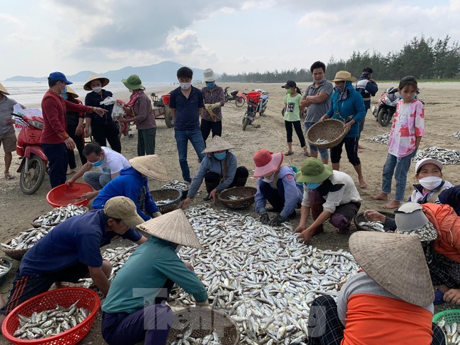 Ngư dân Hà Tĩnh, Đà Nẵng được mùa 