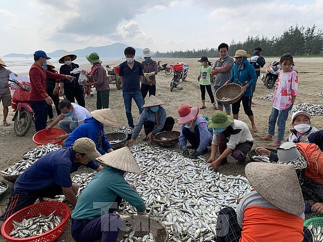 Ngư dân Hà Tĩnh, Đà Nẵng được mùa "lộc biển", thu nhập 4 triệu/ngày