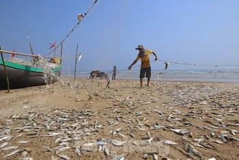 Đánh cá trích gần bờ, ngư dân thu 20-30 triệu đồng cho mỗi chuyến ra khơi