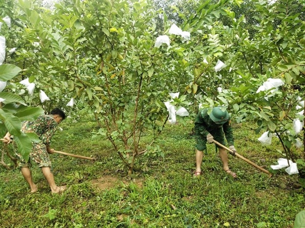 CBCS Đồn Biên phòng Làng Mô, Bộ đội Biên phòng Quảng Bình giúp bà Hồ Thị Con chăm sóc vườn ổi