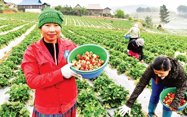 Mai Sơn, ngọt ngào mùa dâu chín