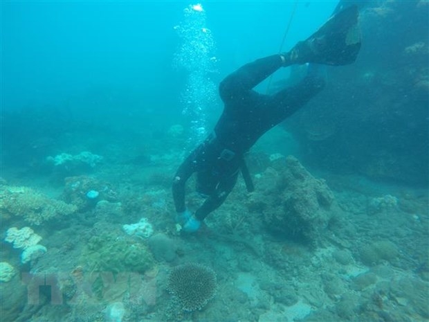 Phục hồi thành công san hô tại Côn Đảo