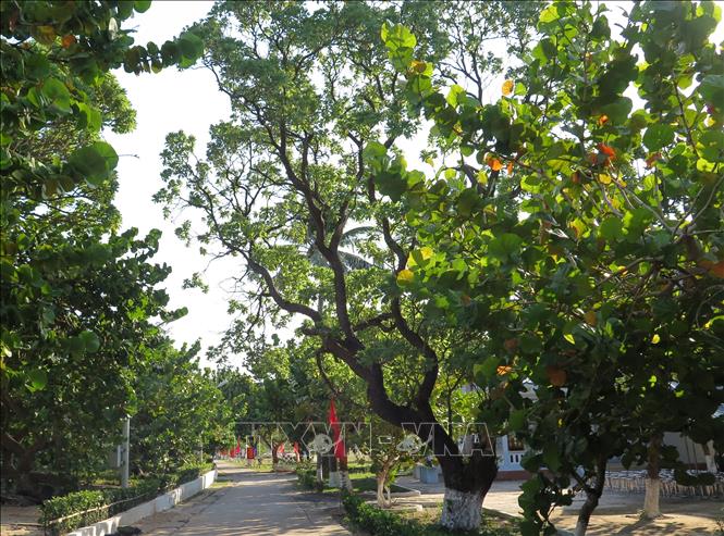 Cây di sản - cột mốc chủ quyền trên quần đảo Trường Sa