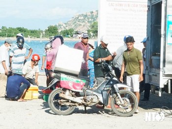 Ngư dân Ninh Thuận thu nhập cao từ nguồn cá giống