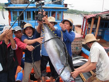 Bình Định tổ chức lễ hội Cá ngừ đại dương Bình Định tổ chức lễ hội Cá ngừ đại dương
