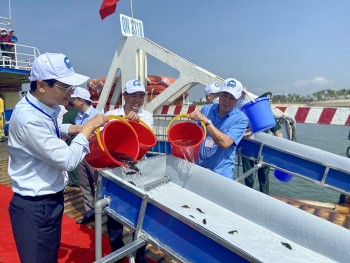Việt Nam - Trung Quốc thả hơn 8 triệu con giống thủy sản tại khu vực ven biển Vịnh Bắc bộ
