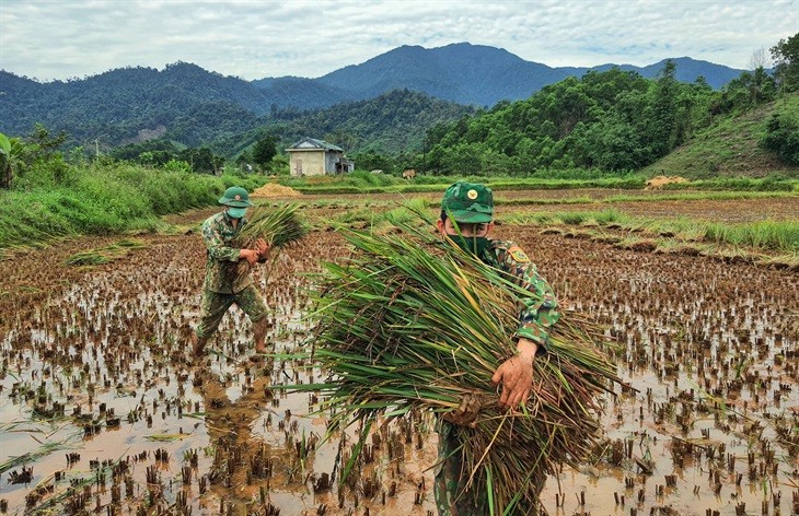 Chiến sĩ biên phòng đội nắng, lội bùn giúp nhân dân biên giới thu hoạch mùa