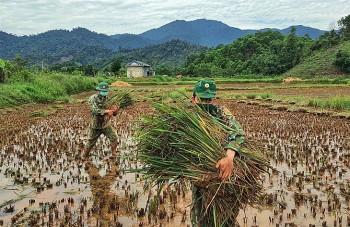 Chiến sĩ biên phòng đội nắng, lội bùn giúp nhân dân biên giới thu hoạch mùa