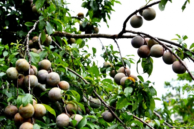 Mùa mận chín trên “cao nguyên trắng” Bắc Hà