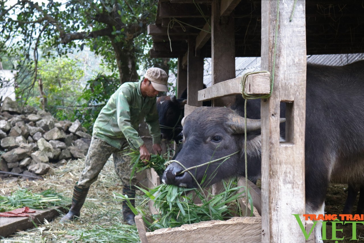 Người dân vùng biên Sơn La, Long An khấm khá nhờ nuôi trâu, bò