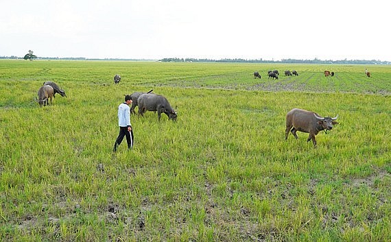 Người dân vùng biên Sơn La, Long An khấm khá nhờ nuôi trâu, bò