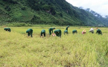 Cán bộ, chiến sĩ Biên phòng xuống bản giúp người dân vùng biên “cứu” lúa