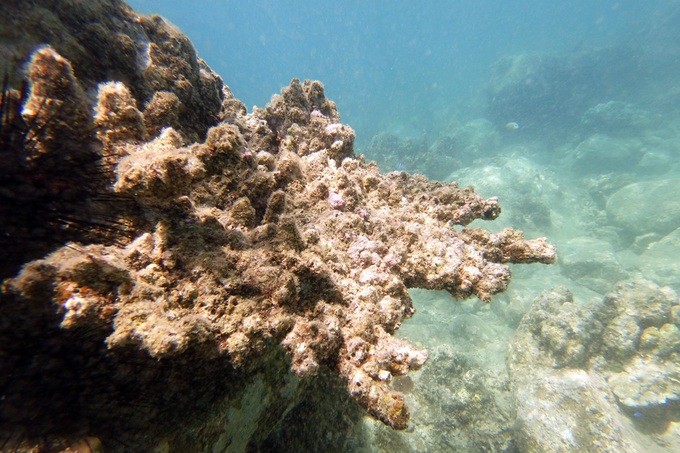 Tạm dừng hoạt động du lịch lặn biển để bảo vệ rạn san hô 