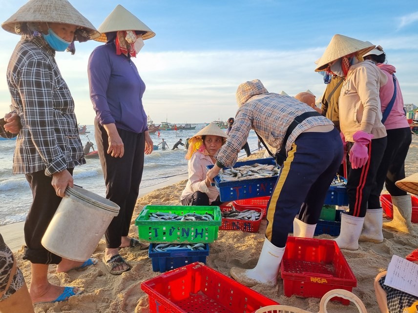 Ngư dân Quảng Bình trúng đậm luồng cá trích