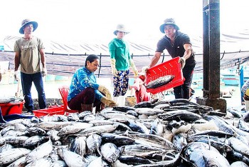 Sản lượng hải sản khai thác của Khánh Hoà đạt khoảng 41.000 tấn