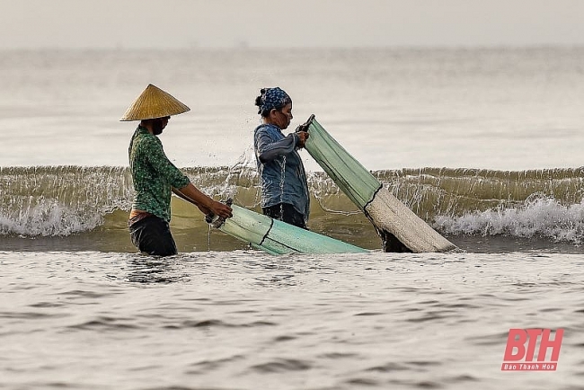 Mùa cào dắt biển