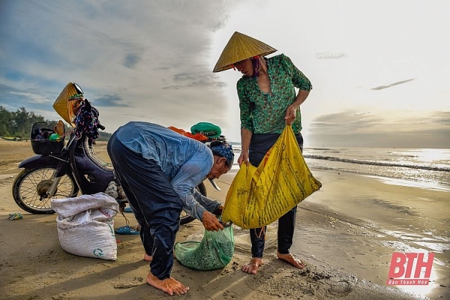 Mùa cào dắt biển