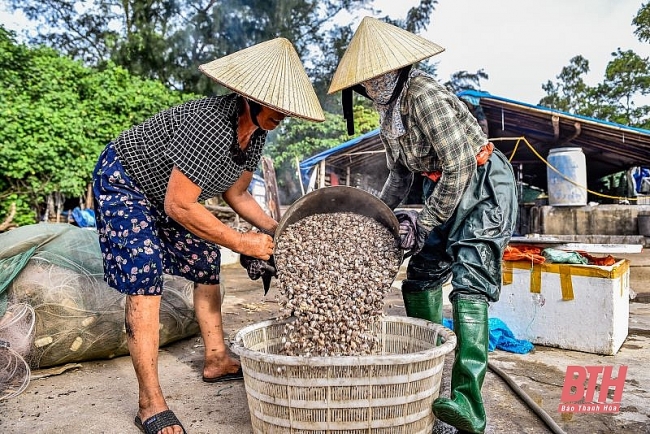 Mùa cào dắt biển