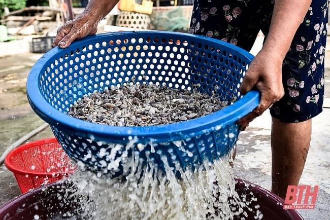 Mùa cào dắt biển