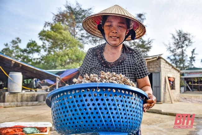 Mùa cào dắt biển