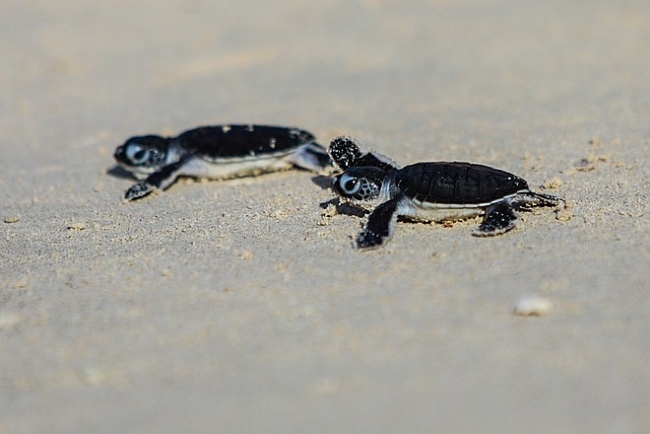 Rộn ràng mùa rùa sinh nở ở Côn Đảo