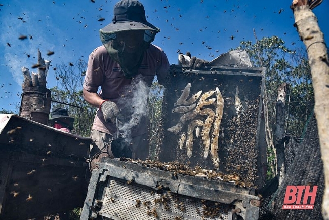 Nuôi ong dưới tán rừng sú vẹt