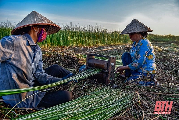 nong dan thanh hoa chong den thu hoach coi de tranh nong