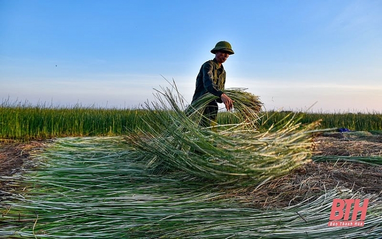 nong dan thanh hoa chong den thu hoach coi de tranh nong