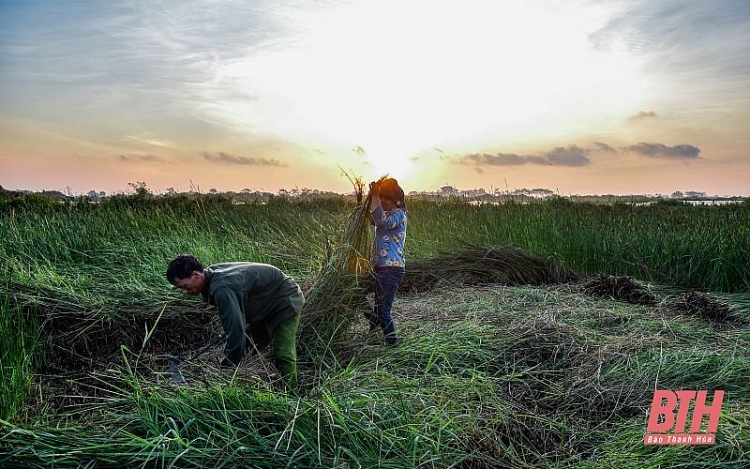 nong dan thanh hoa chong den thu hoach coi de tranh nong