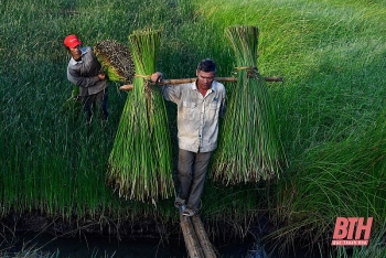 Nông dân Thanh Hóa chong đèn thu hoạch cói để tránh nóng