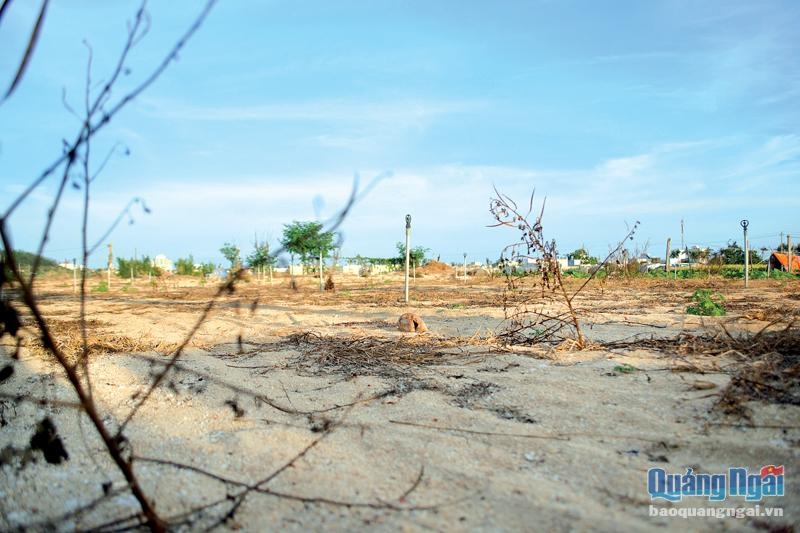 Tình hình khô hạn khốc liệt đã ảnh hưởng đến sản xuất nông nghiệp ở huyện Lý Sơn.