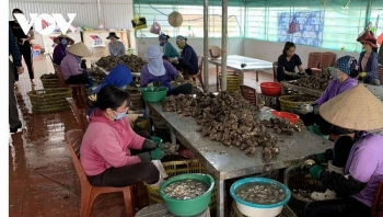 Kiên Giang: Nhiều doanh nghiệp chế biến thủy sản ngưng hoạt động