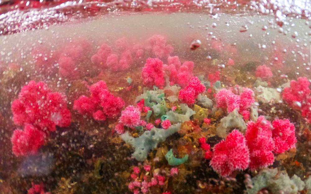Rạn san hô ở bãi Cọc Chèo được hồi sinh và bảo tồn gần như nguyên vẹn