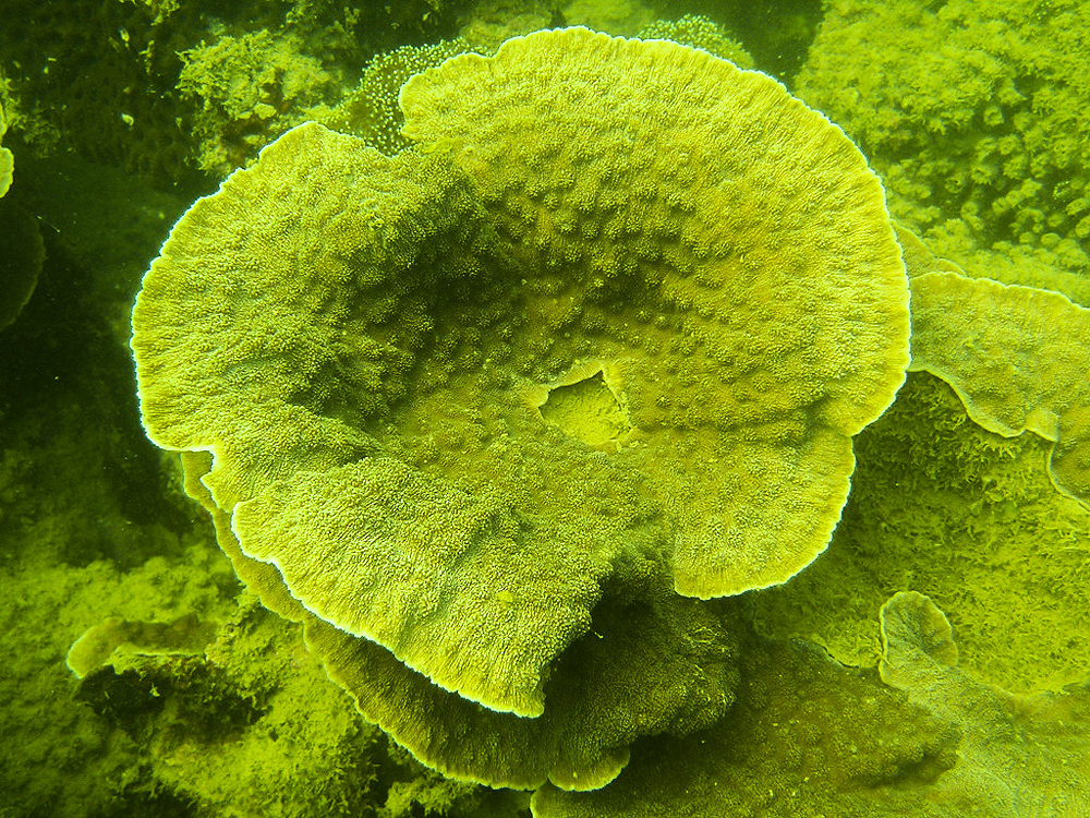 Kết quả khảo sát về đa dạng sinh học ở khu vực Vịnh Hạ Long vào năm 2015 cho thấy, ở đây có 110 loài san hô cứng và 37 loài san hô mềm.