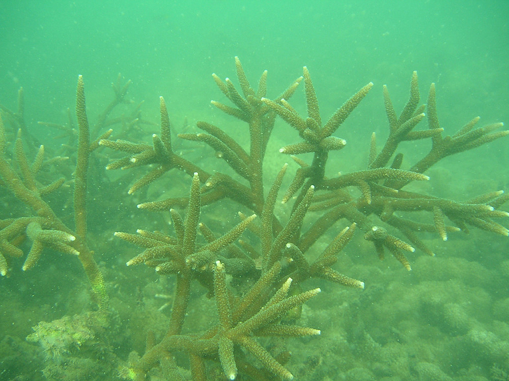 Các rạn san hô ở Vịnh Hạ Long đều có dấu hiệu khôi phục tốt, đặc biệt có nhiều san hô cành phát triển.